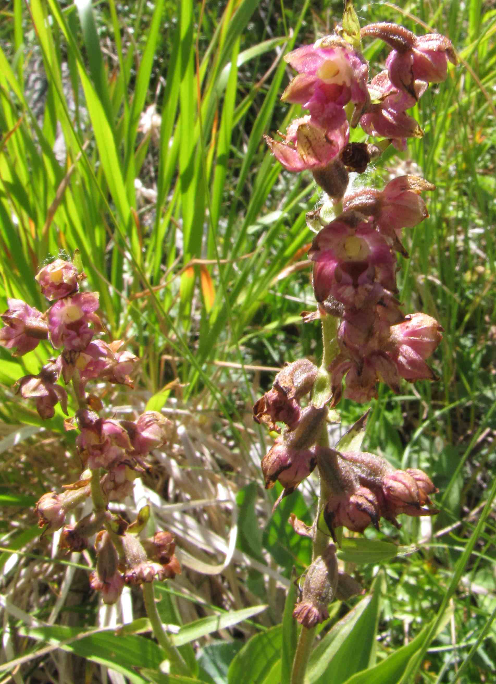 Epipactis atrorubens - M.ti Sibillini